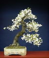 Cherry Bonsai